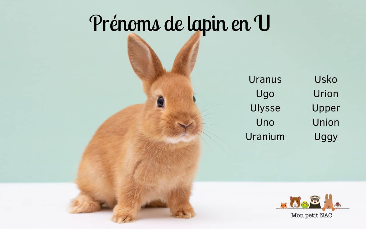Prénoms lapin U
