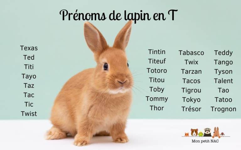 Prénom lapin T