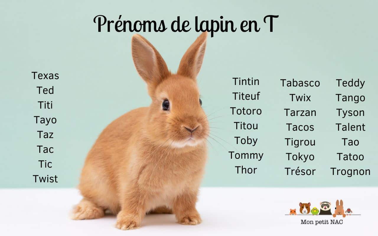 Prénoms lapin mâle en T