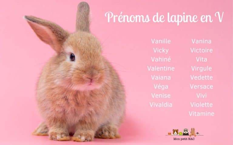 Prénoms lapine en V