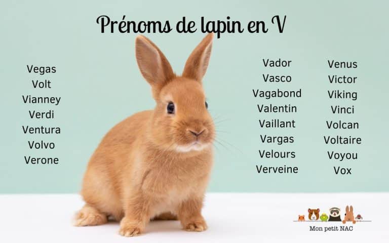Prénoms lapin V