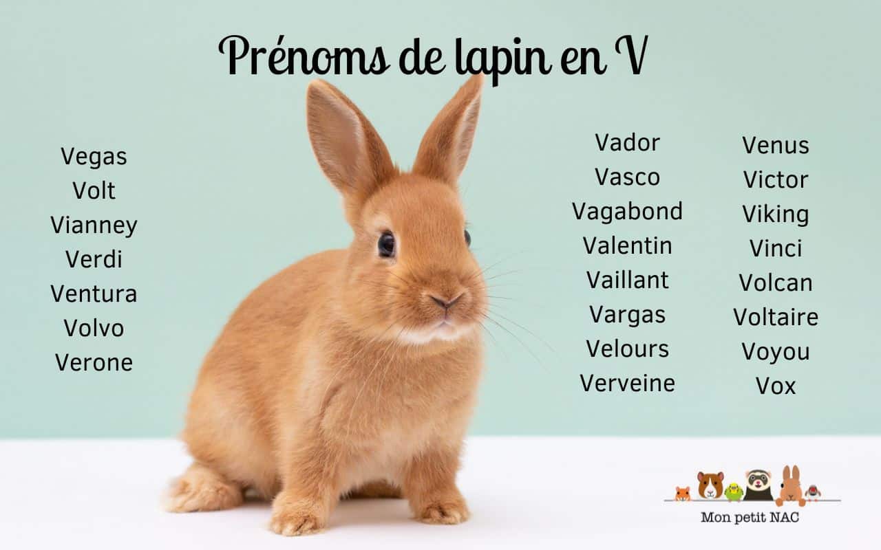 Prénoms lapin V