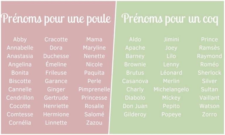 Prénoms poules et coq