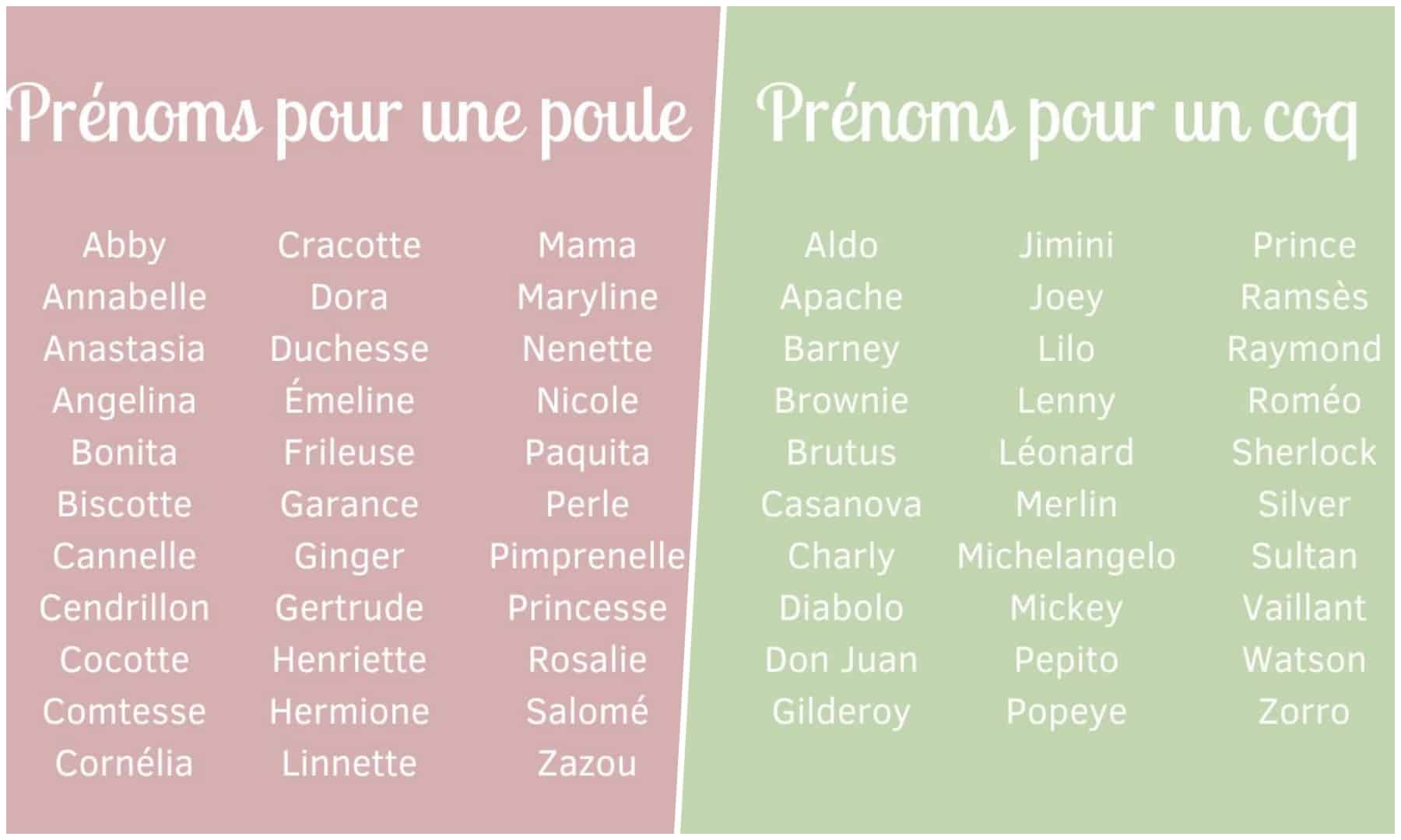 Prénom pour une poule ou un coq