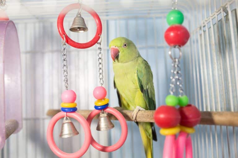 Jouet cage perruche