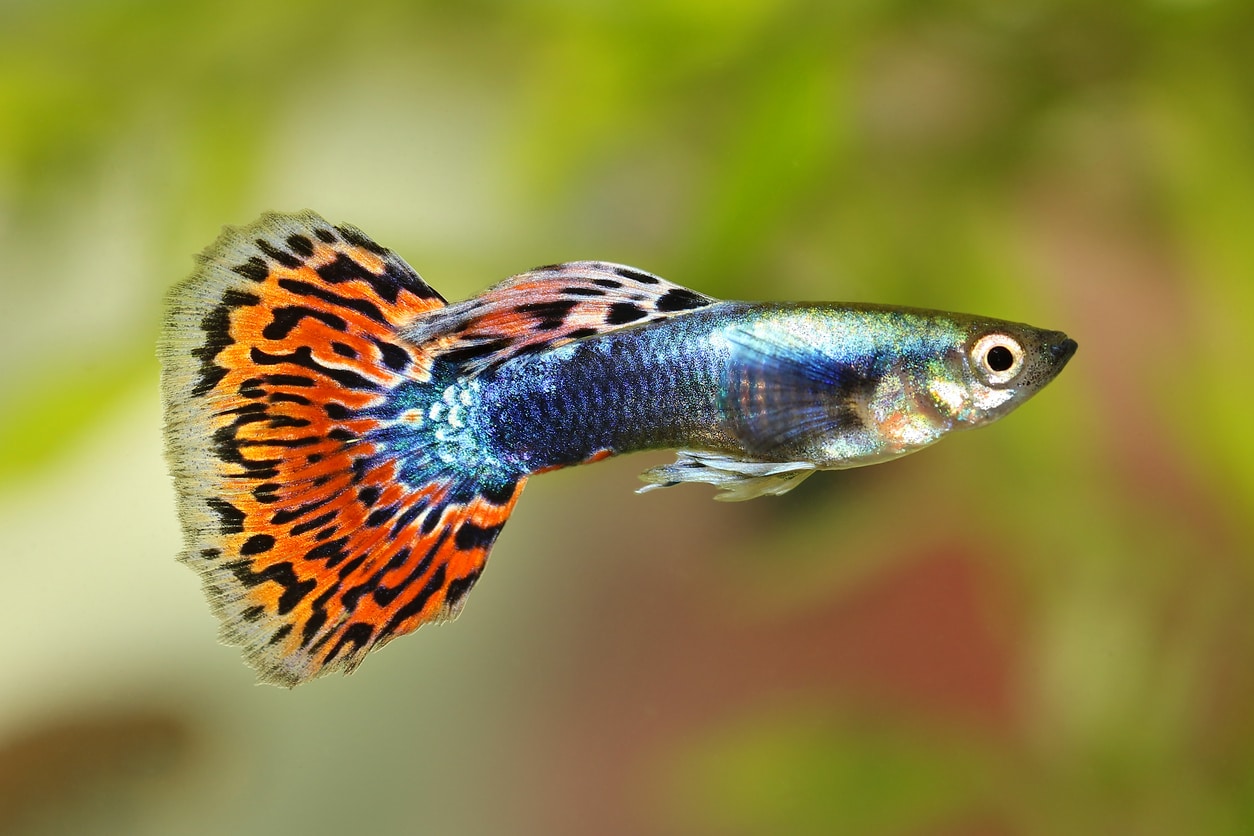 Le Guppy, tout ce qu&rsquo;il faut savoir