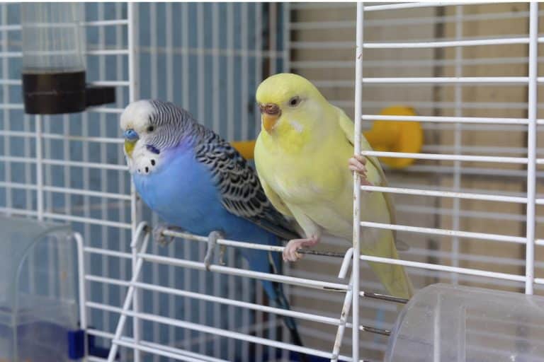 Oiseaux cage