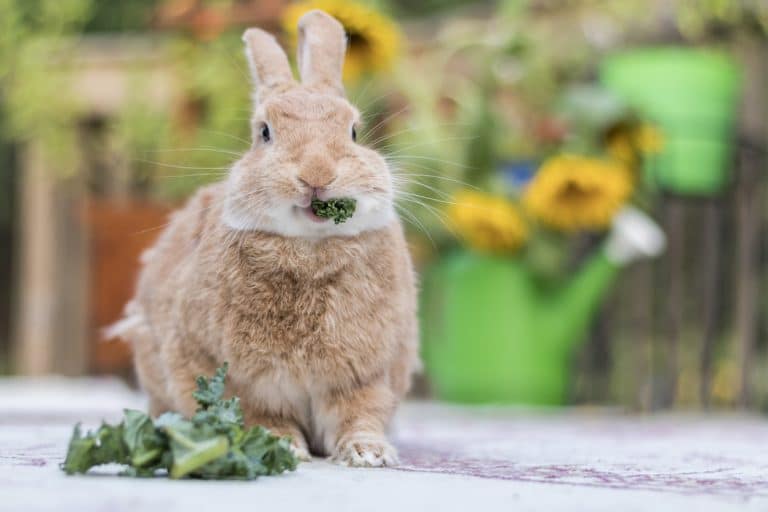 Légumes lapin