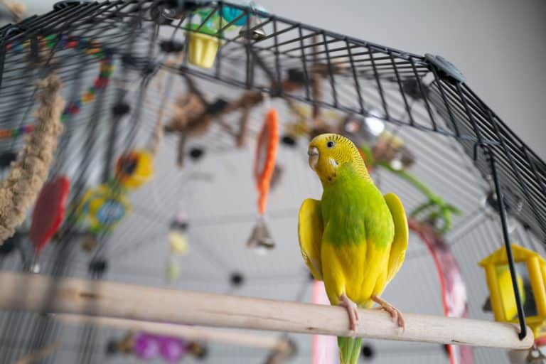 Oiseau perruche