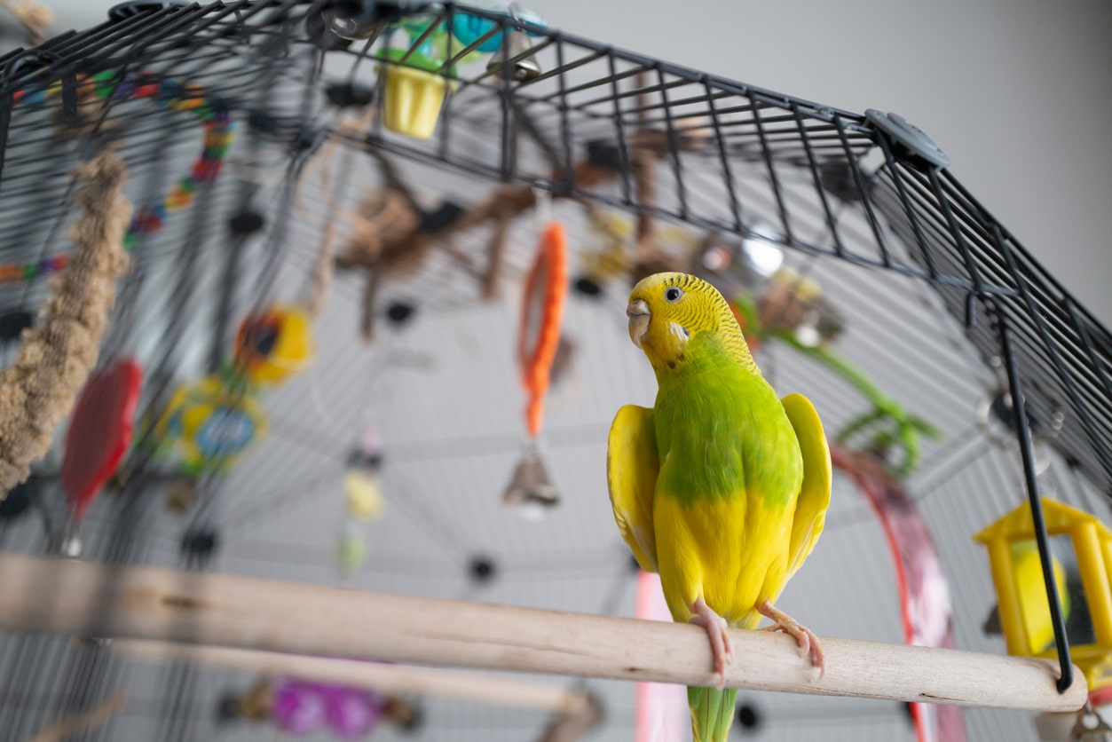 Préparer l’arrivée de son oiseau de compagnie