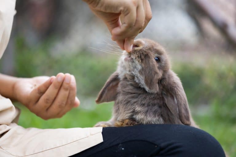 Lapin