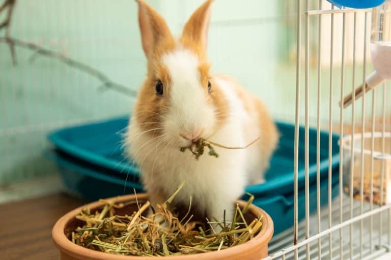 Lapin mange litière