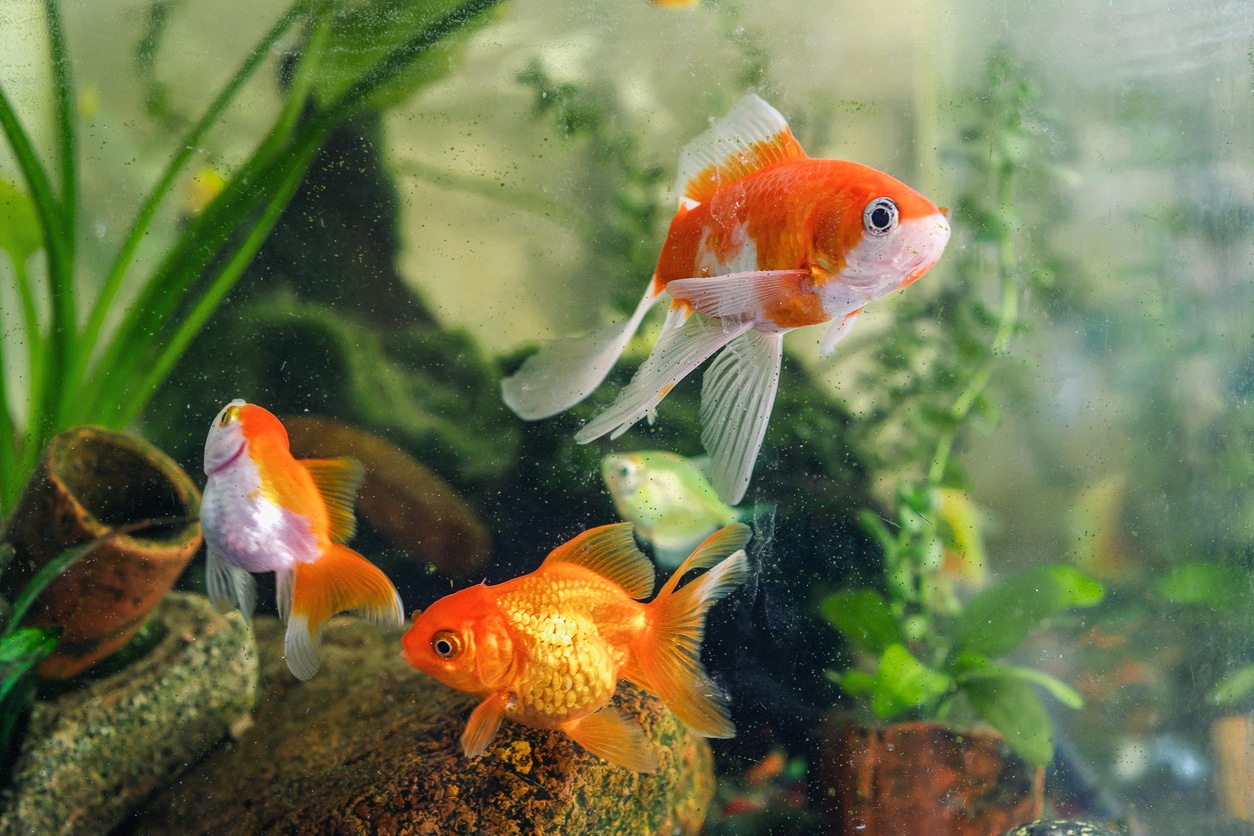Poisson malade