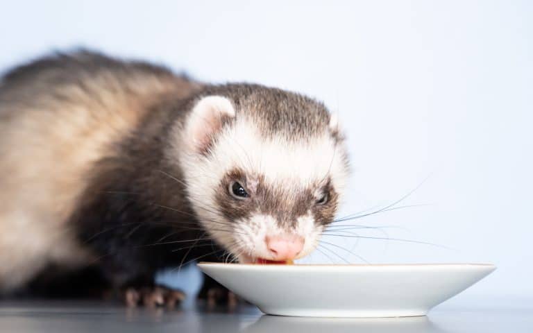 Furet nourriture