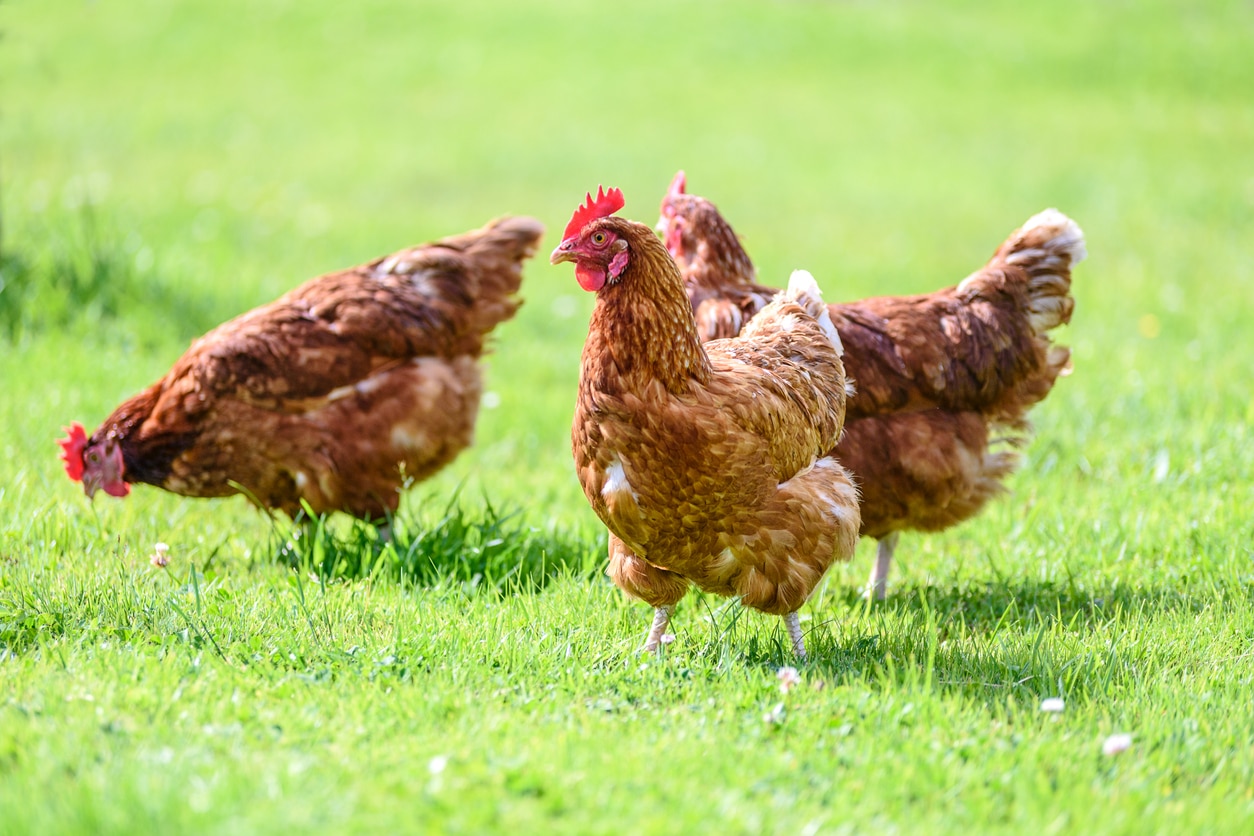 Adopter une poule : ce qu’il faut savoir !