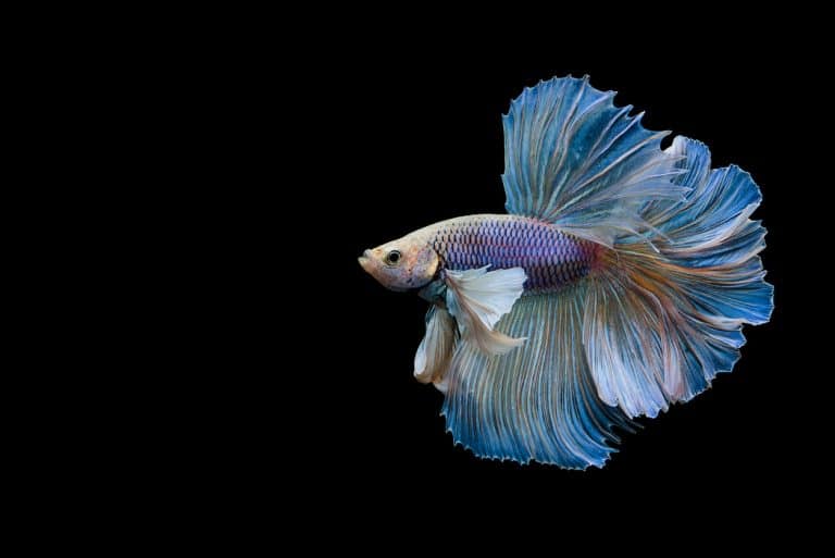 Poisson combattant