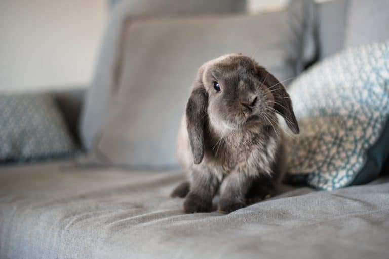 Lapin liberté