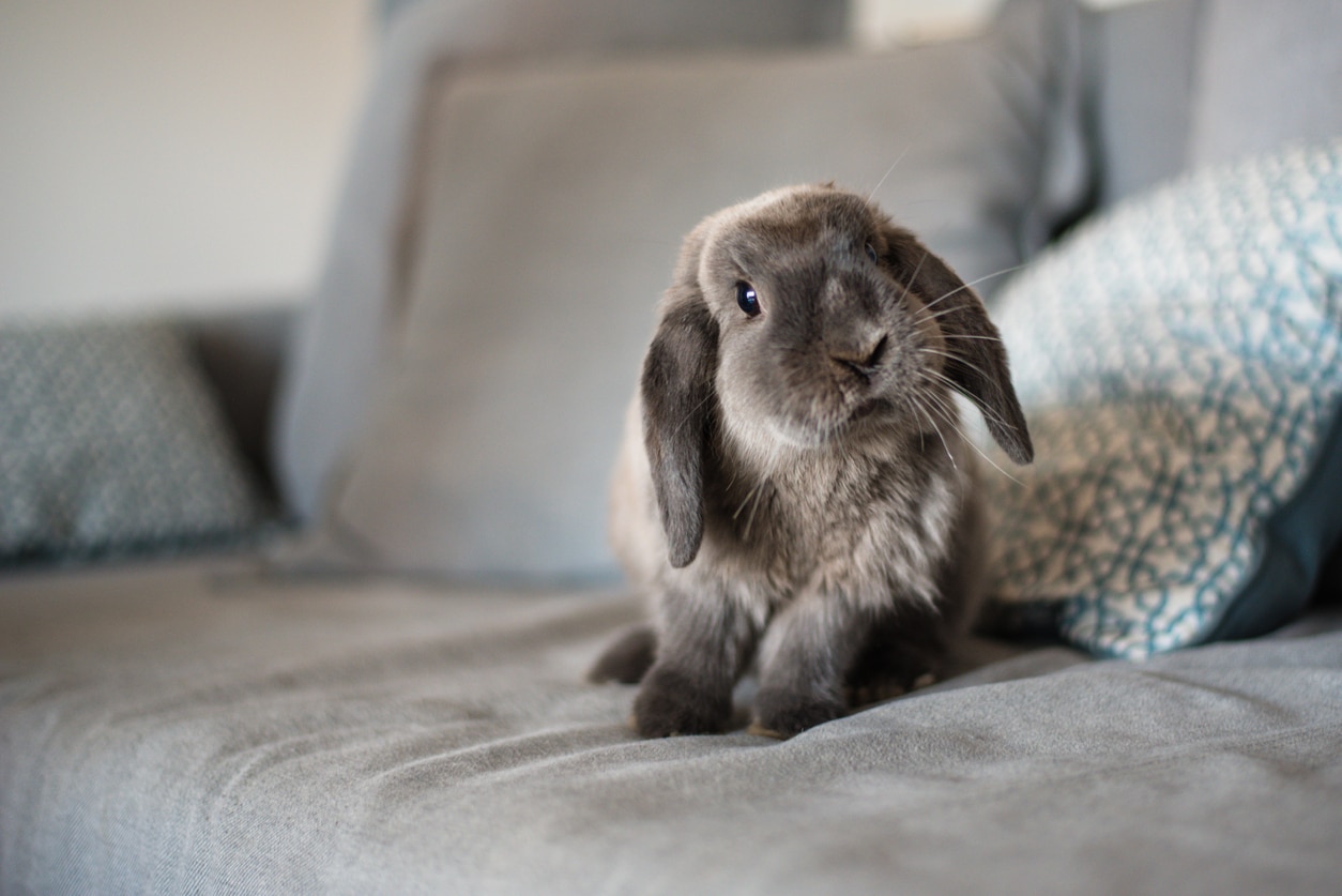 Lapin liberté