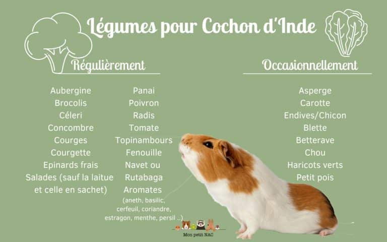 Légumes cochon d'inde