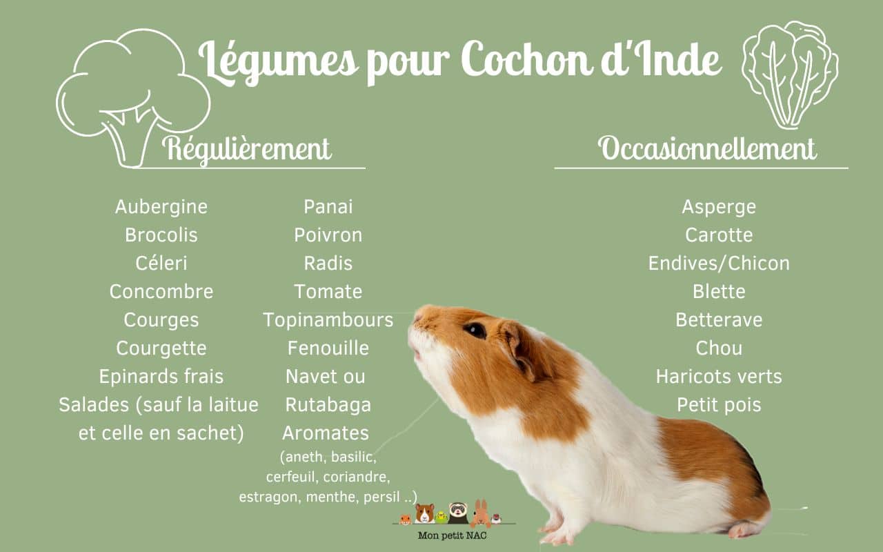 Légumes cochon d'inde