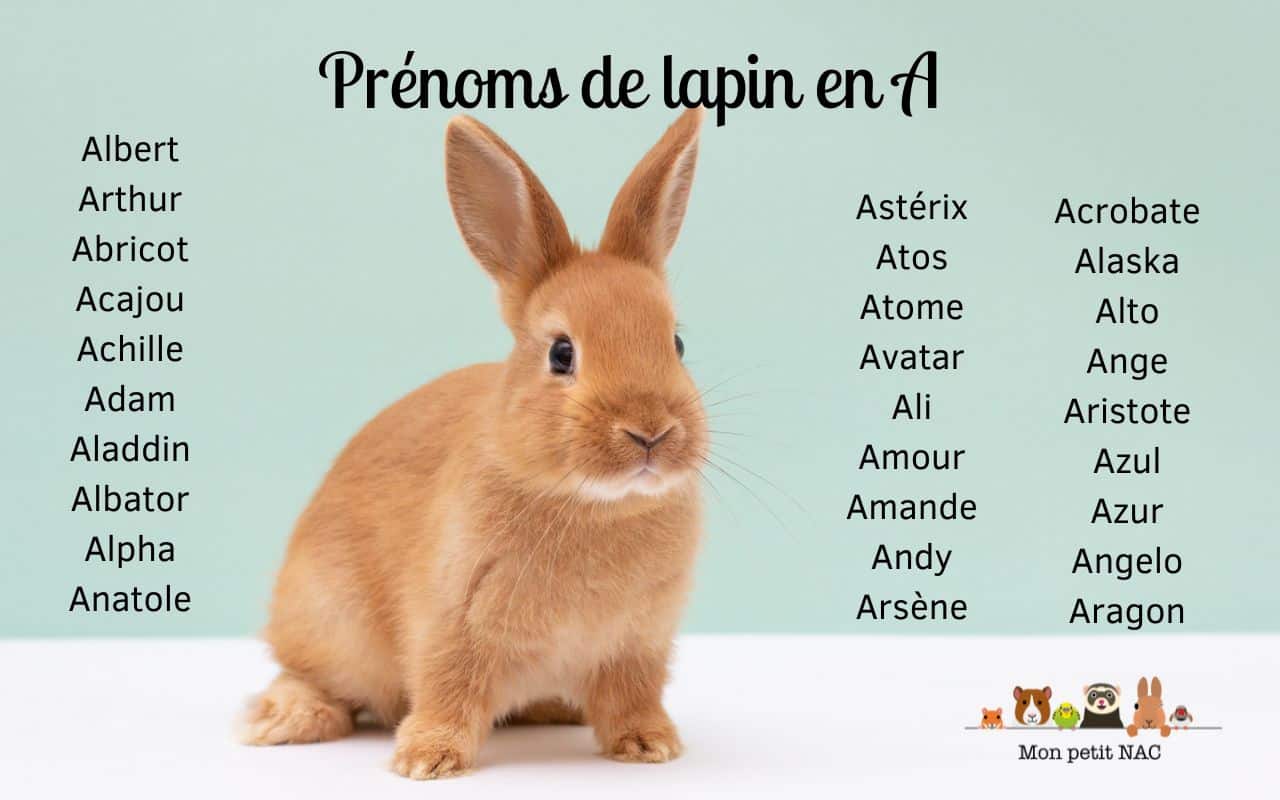 Prénoms pour lapin en A