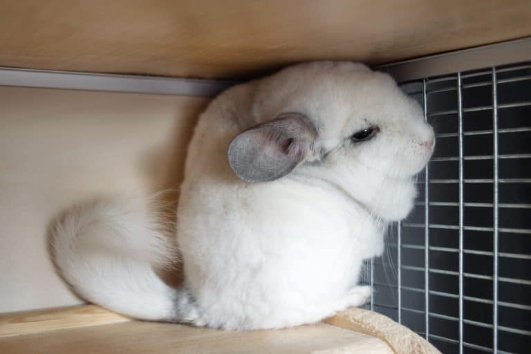 Chinchilla malade