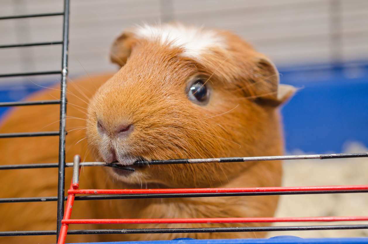 Pourquoi mon cochon d&rsquo;Inde ronge les barreaux de sa cage