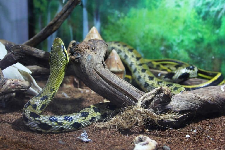 Serpent terrarium