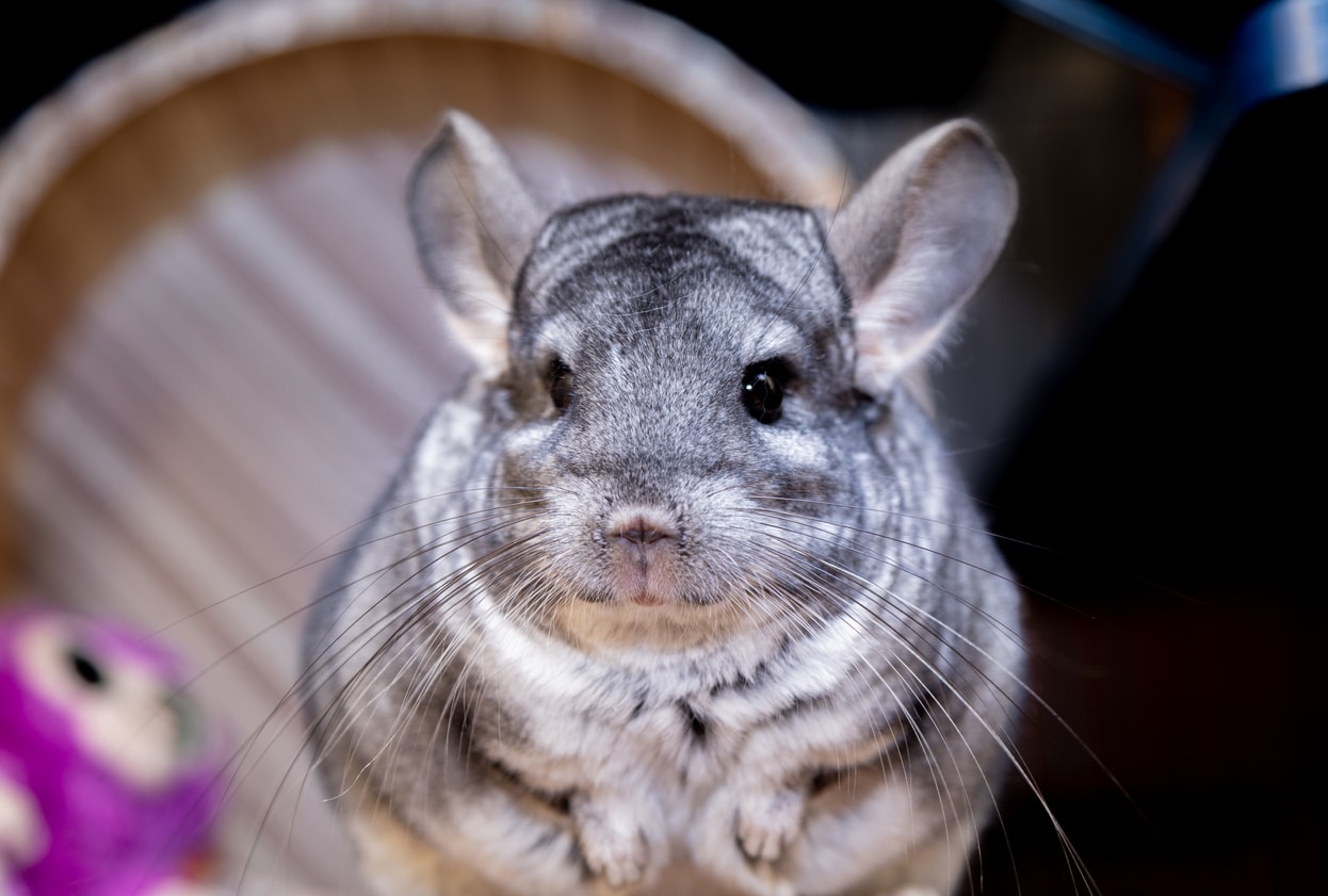 5 choses à savoir avant d&rsquo;adopter un Chinchilla