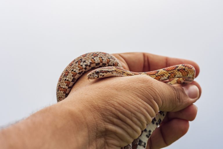 Hivernation serpent