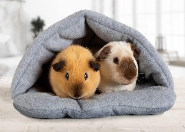 Cochons d'Inde