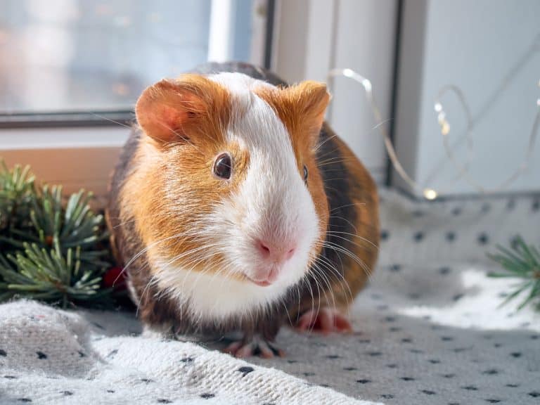 Cochon d'Inde vitamine C