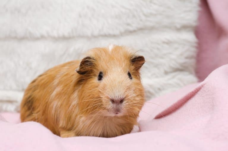 Cochon d'Inde