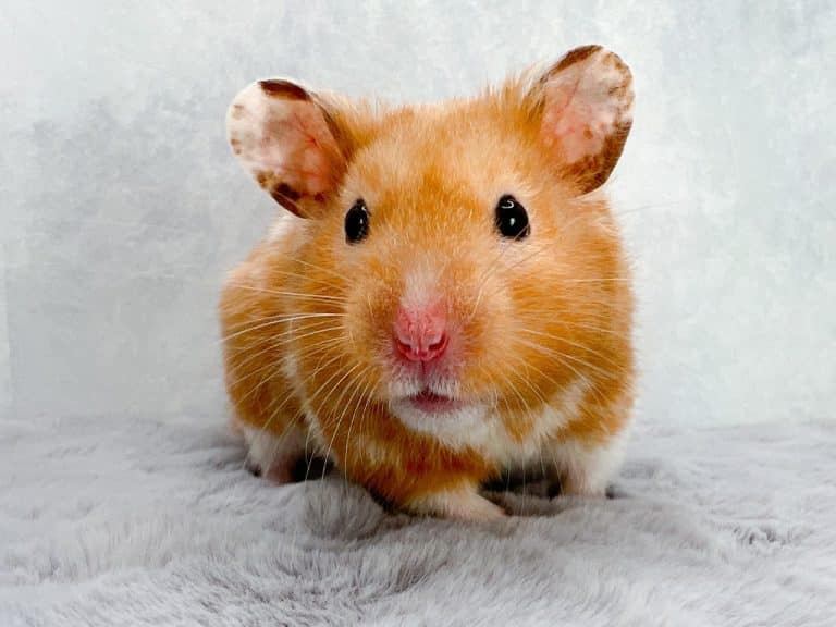 Hamster