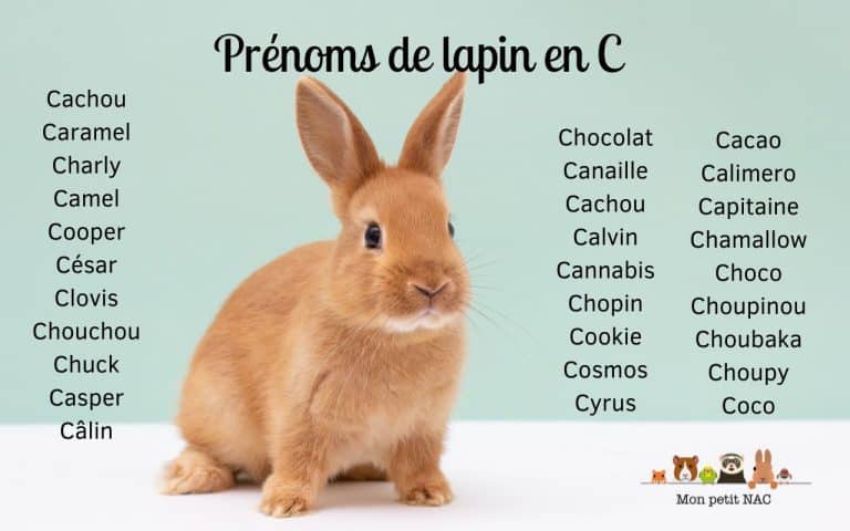 Prénoms lapin C