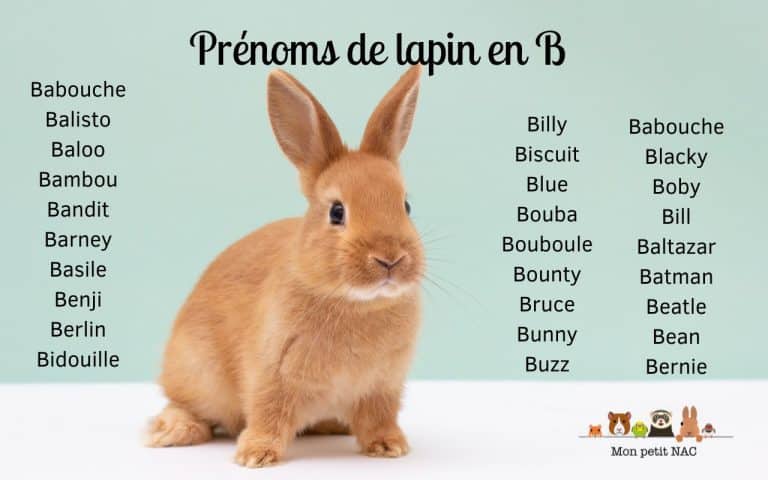 Prénoms lapin en B