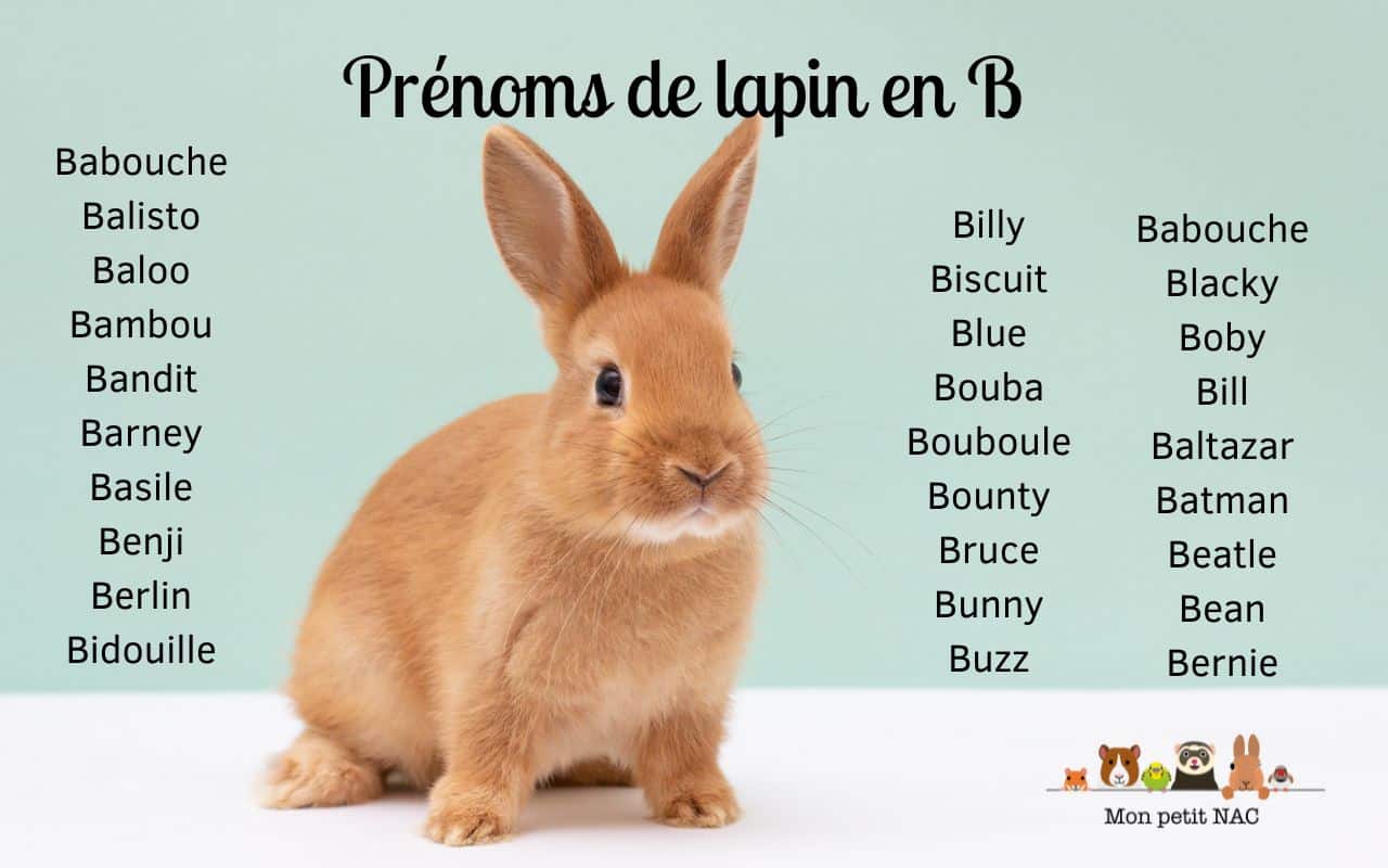 Prénoms lapin en B