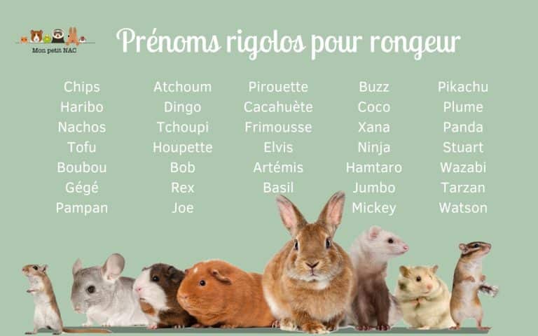 Liste prénoms rongeurs rigolo