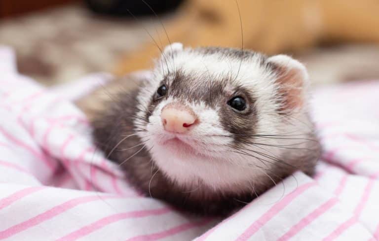 Furet