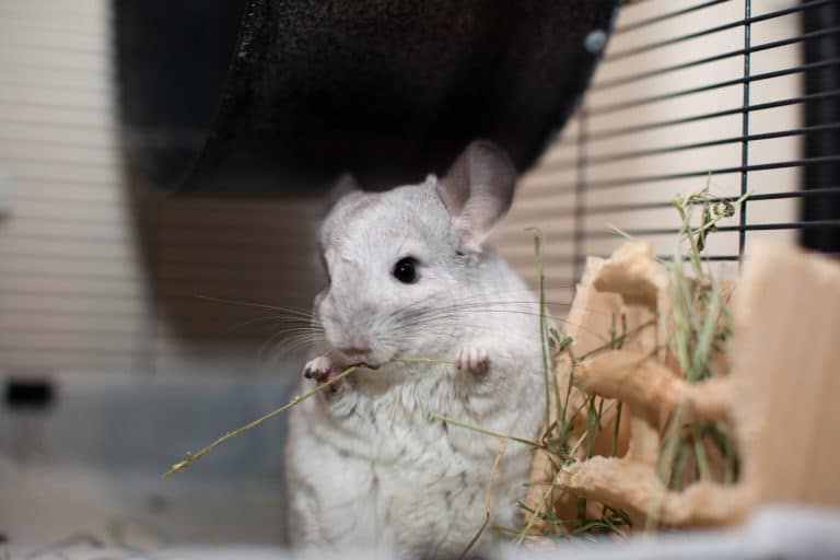 Chinchilla foin