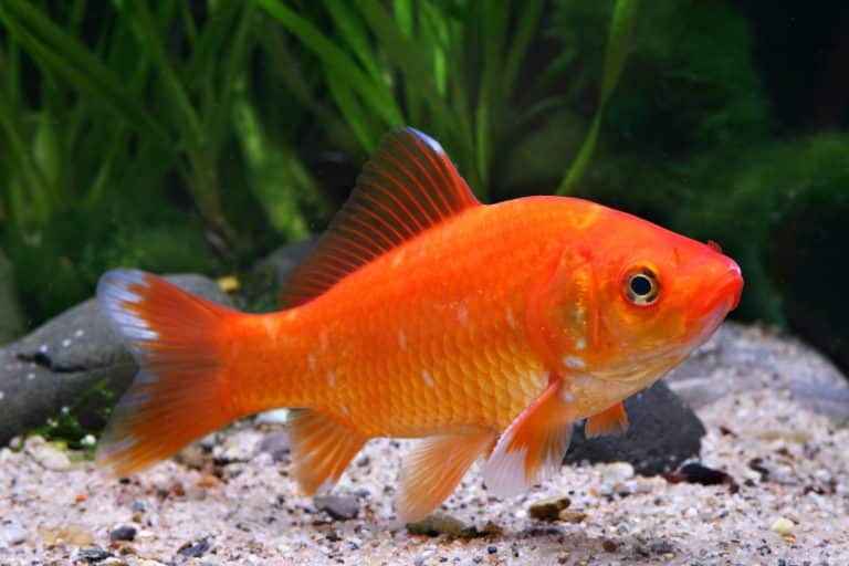 Poisson rouge