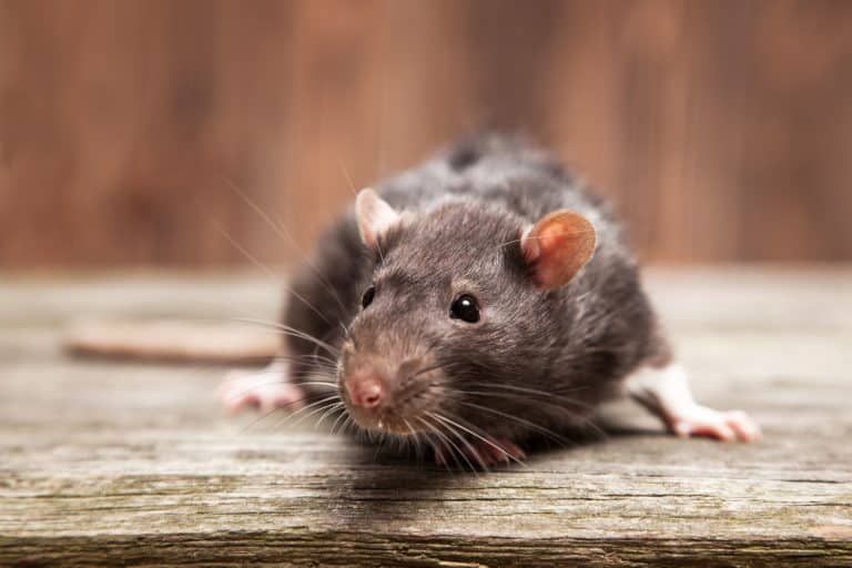 Rat