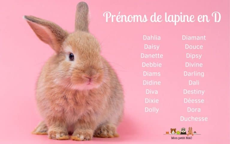 Prénoms en D lapine