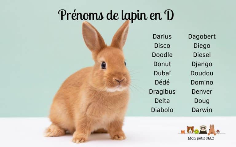 Prénoms lapin en D