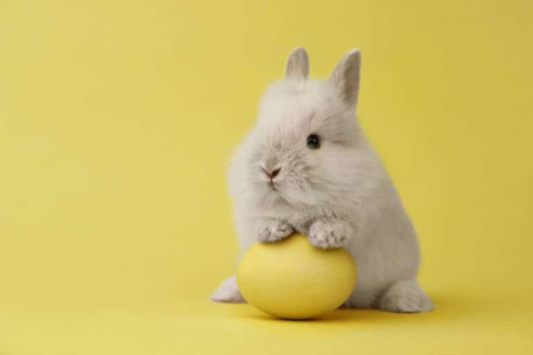 Lapin joue