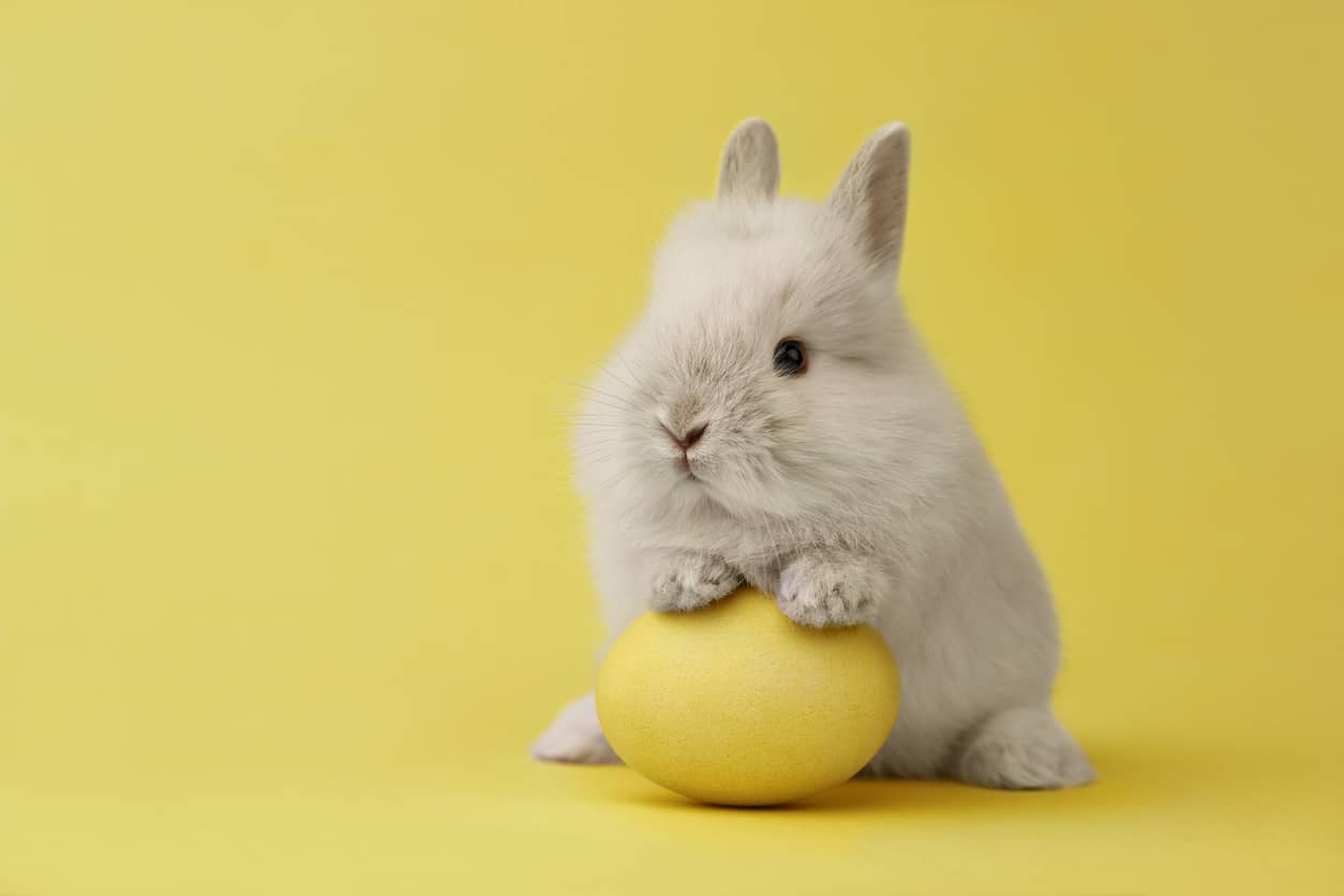 Quel jouet pour mon lapin ?